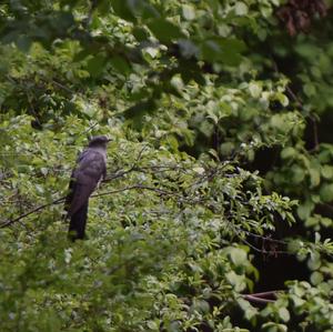 Common Cuckoo