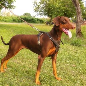 Dobermann