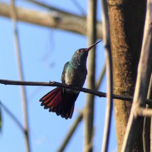 Buff-bellied Hummingbird