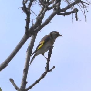 European Goldfinch