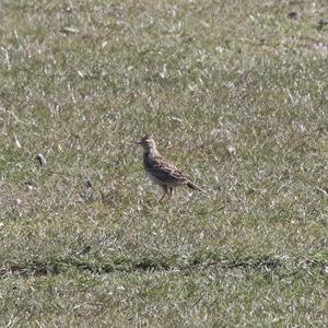 Eurasian Skylark