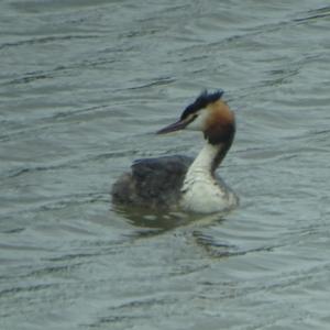 Great Crested Grebe