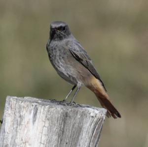 Black Redstart