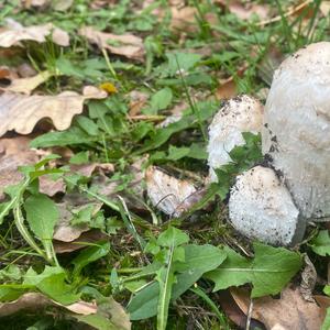 Shaggy Mane