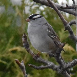 White-crowned Sparrow