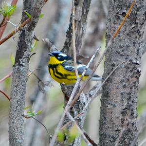 Magnolia Warbler