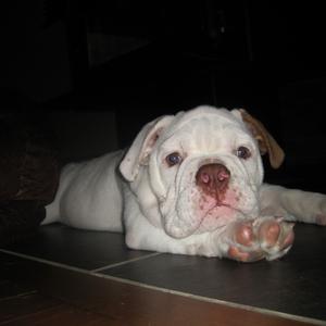 Englische Bulldogge