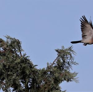 Common Wood-pigeon