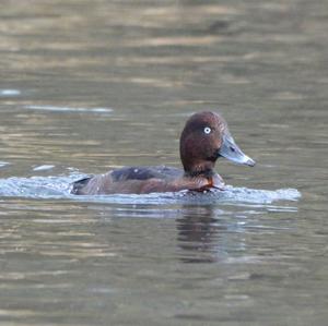 Ferruginous Duck