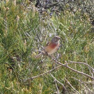 Eurasian Linnet