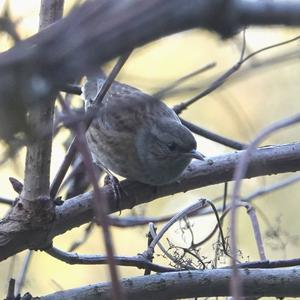 Hedge Accentor