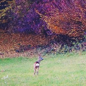 European Roe Deer