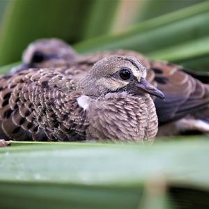 Mourning Dove