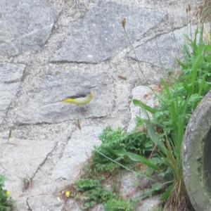 Grey Wagtail