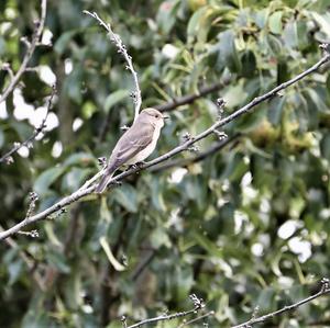 Spotted Flycatcher