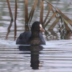 Common Coot