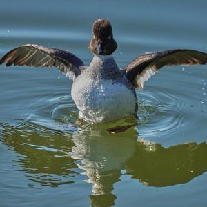 Common Goldeneye