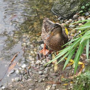 Mallard