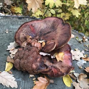 Beefsteak Polypore