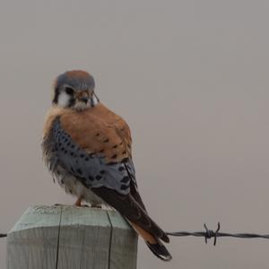 American Kestrel