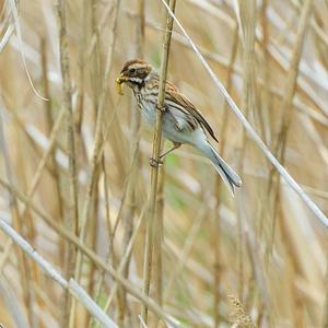 Reed Bunting