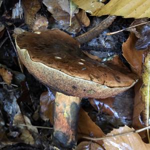 Dotted-stem Bolete