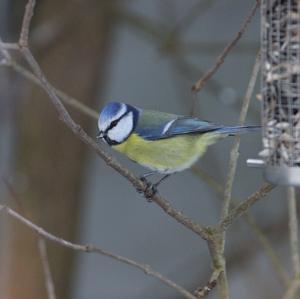 Blue Tit