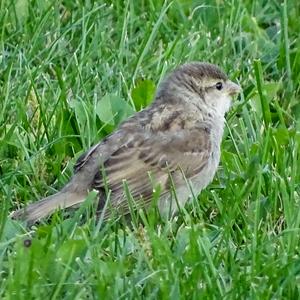 House Sparrow