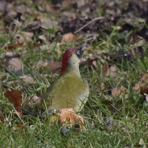 Eurasian Green Woodpecker