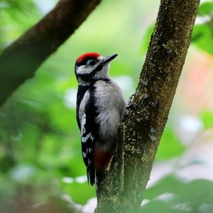 Great Spotted Woodpecker