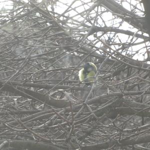 Great Tit