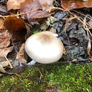 Fawn Mushroom