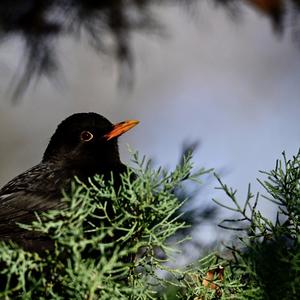 Eurasian Blackbird