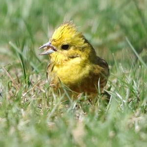 Yellowhammer