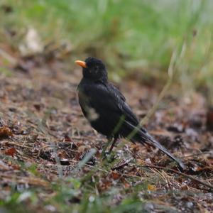 Eurasian Blackbird