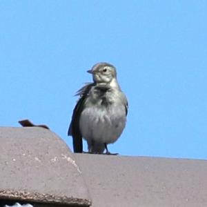 White Wagtail