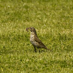 Song Thrush