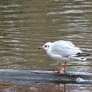 Black-headed Gull