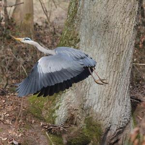 Grey Heron