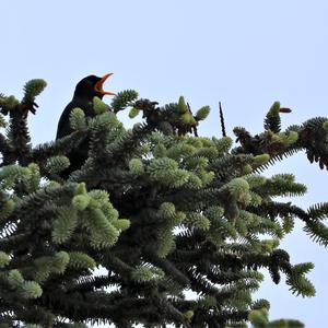 Eurasian Blackbird