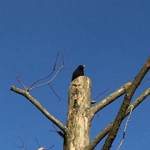 Eurasian Blackbird