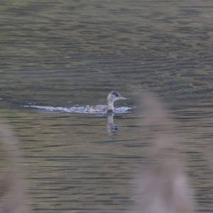 Little Grebe