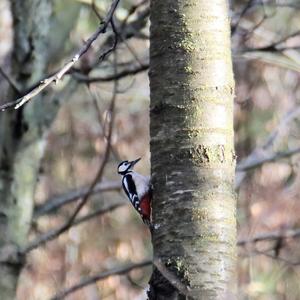 Great Spotted Woodpecker