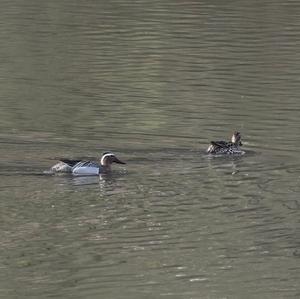 Garganey