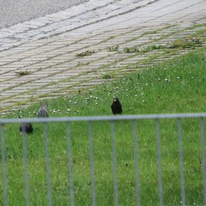 Common Starling