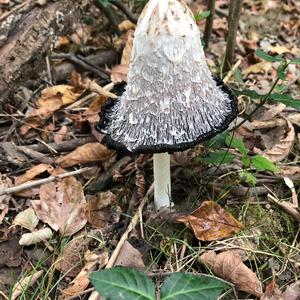 Shaggy Mane