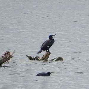 Great Cormorant