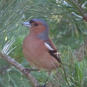 Eurasian Chaffinch