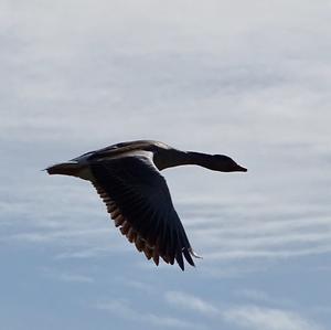 Greylag Goose