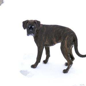 Unknown Breed